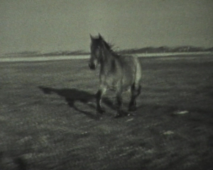 Film 2. Weltkrieg Niederlande Rotterdam