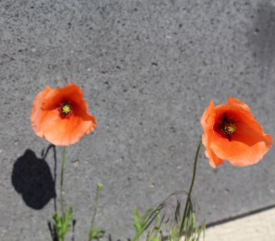 Poppies on the Butzweilerhof